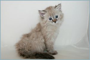 Female Siberian Kitten from Deedlebug Siberians